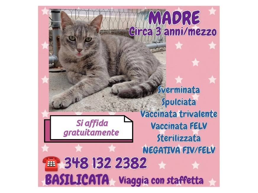 Adotta il gatto Madre a Potenza