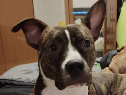 Adotta il cane Pippi a Bari