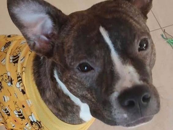 Adozione cane, femmina, Amstaff Razza sconosciuta, 1 anno e 11 mesi, taglia media, Bari