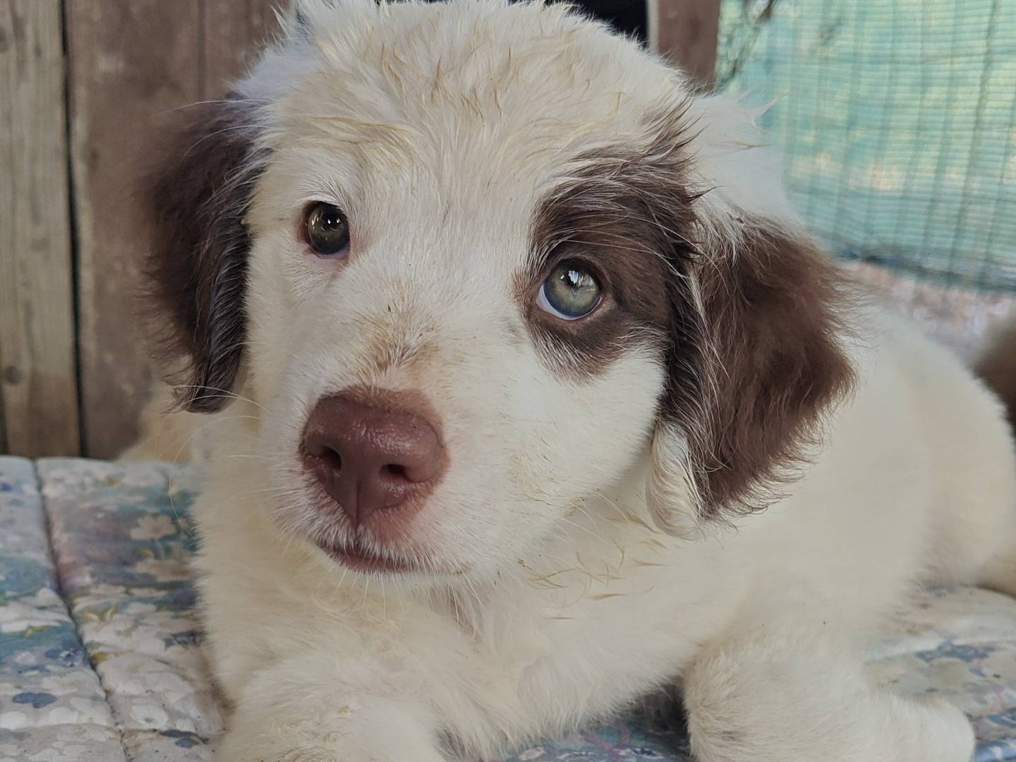Adotta un cane, taglia media, maschio, Trapani