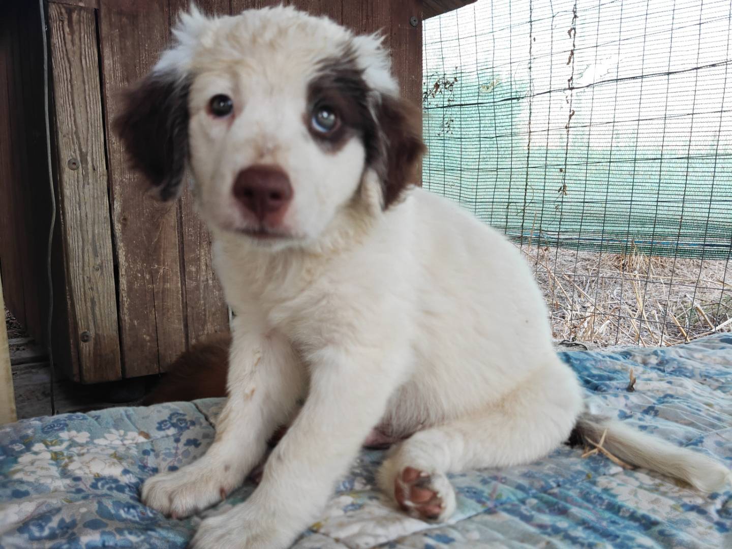 Vuoi adottare un cane a Trapani?