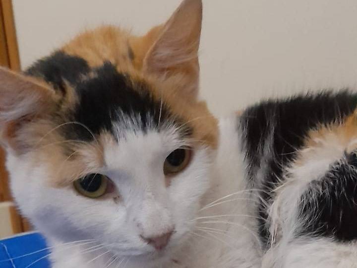Adozione gatto, femmina, Razza sconosciuta Razza sconosciuta, 4 anni e 3 mesi, taglia non valida, Genova