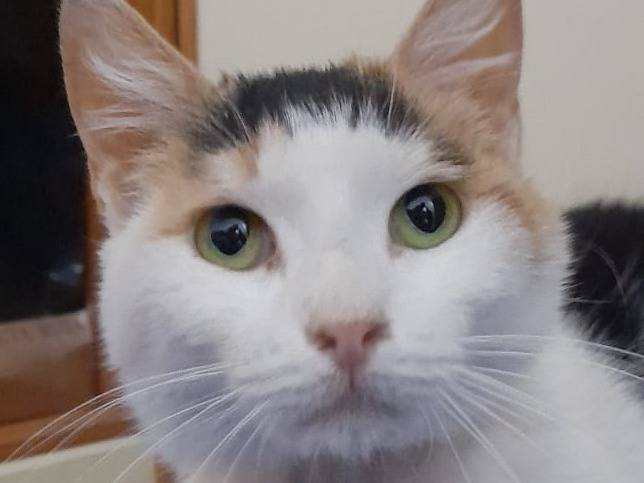 Adotta un gatto, femmina, 4 anni e 3 mesi, Genova