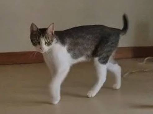 Adotta un gatto, maschio, 1 anno e 11 mesi, Bari