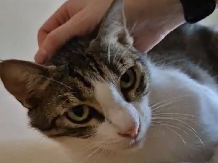 Adotta il gatto Lucas a Bari