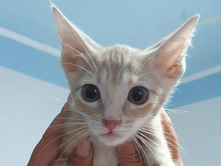 Adotta un gatto, maschio, 5 mesi, Modena
