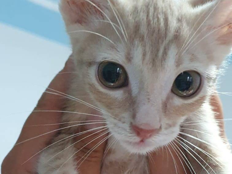Vuoi adottare un gatto a Modena?