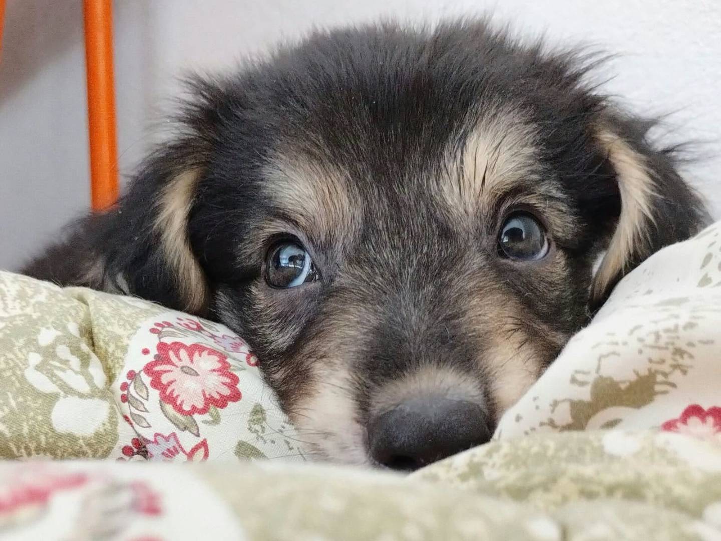 Adozione cane, maschio, Razza sconosciuta Razza sconosciuta, 3 mesi, taglia media, Taranto