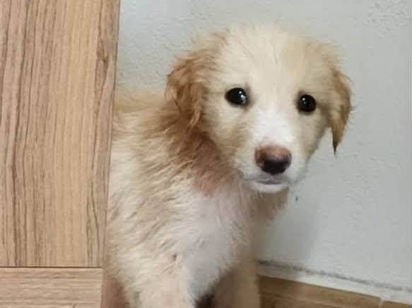 Adozione cane, maschio, Razza sconosciuta Razza sconosciuta, 3 mesi, taglia media, Taranto