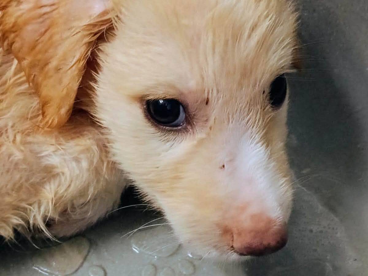 Adotta un cane, maschio, 3 mesi, Taranto