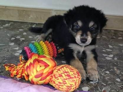 Adozione cane, maschio, Razza sconosciuta Razza sconosciuta, 3 mesi, taglia media, Taranto