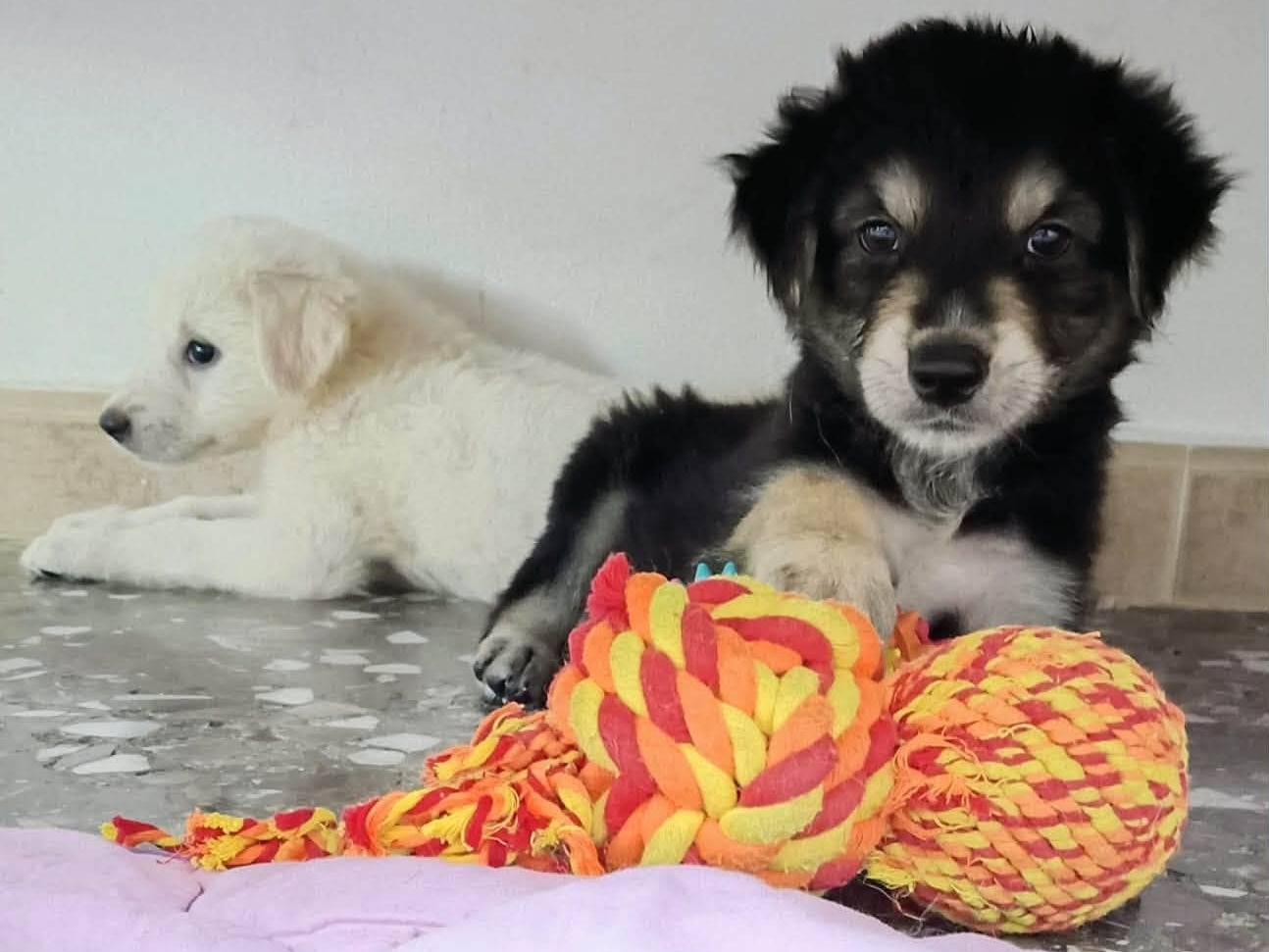 Adotta un cane, maschio, 3 mesi, Taranto