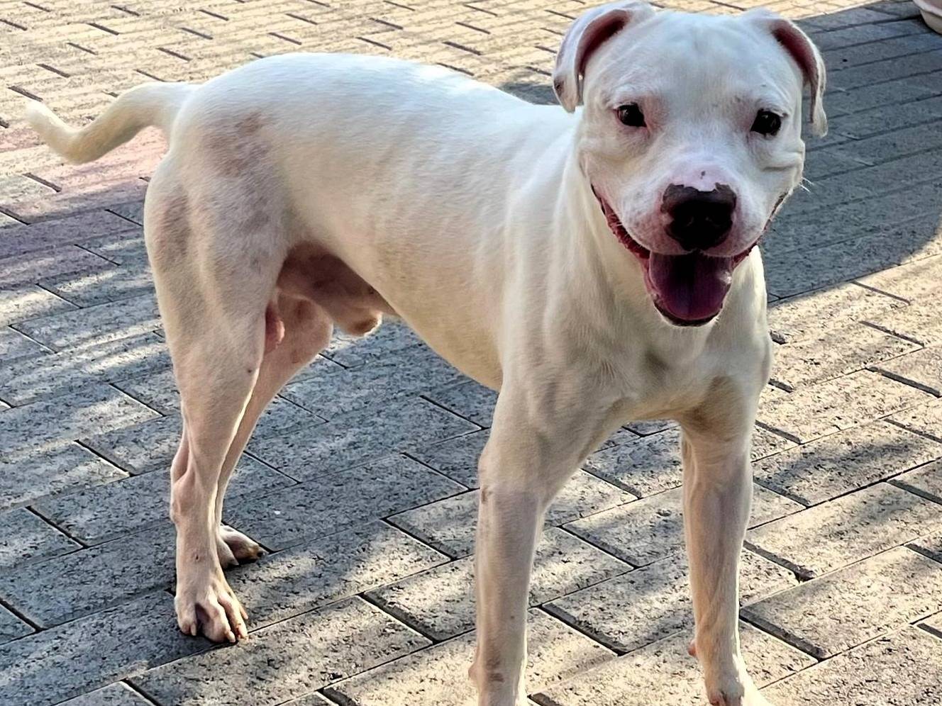 Adozione cane, maschio, Razza sconosciuta Razza sconosciuta, 2 anni e 3 mesi, taglia media, Milano