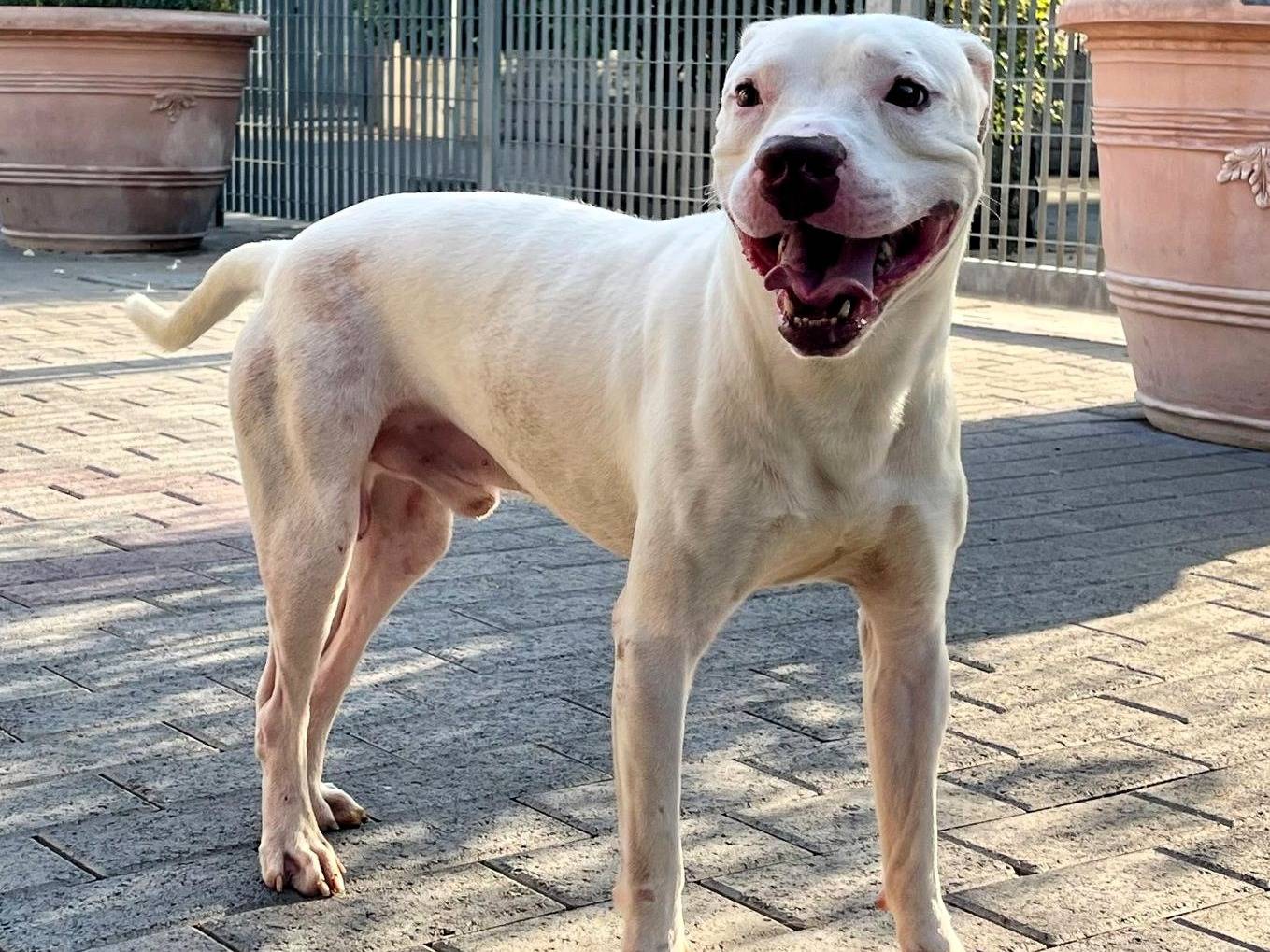 Adotta un cane, maschio, 2 anni e 3 mesi, Milano