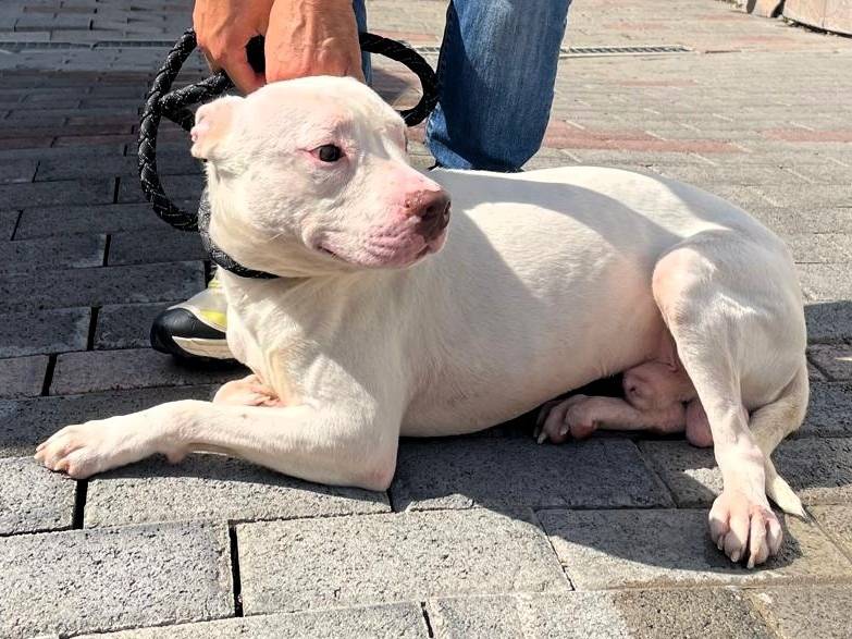 Adotta un cane, taglia media, maschio, Milano