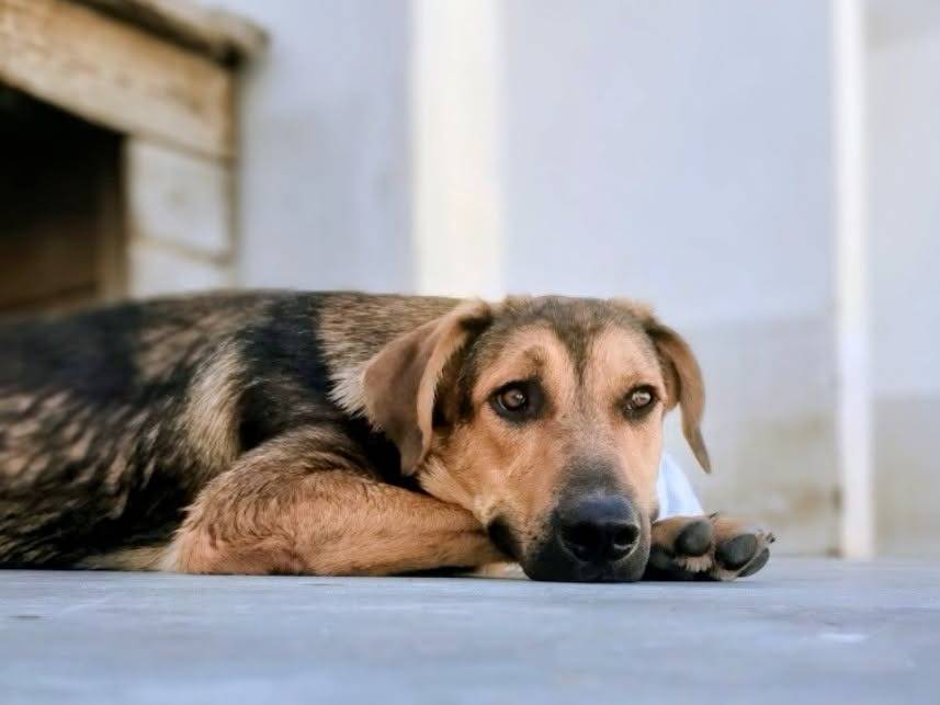Adozione cane, maschio, Razza sconosciuta Razza sconosciuta, 8 mesi, taglia media, Taranto