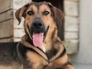 Adotta un cane, maschio, 8 mesi, Taranto