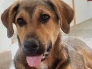 Adotta un cane, taglia media, maschio, Taranto