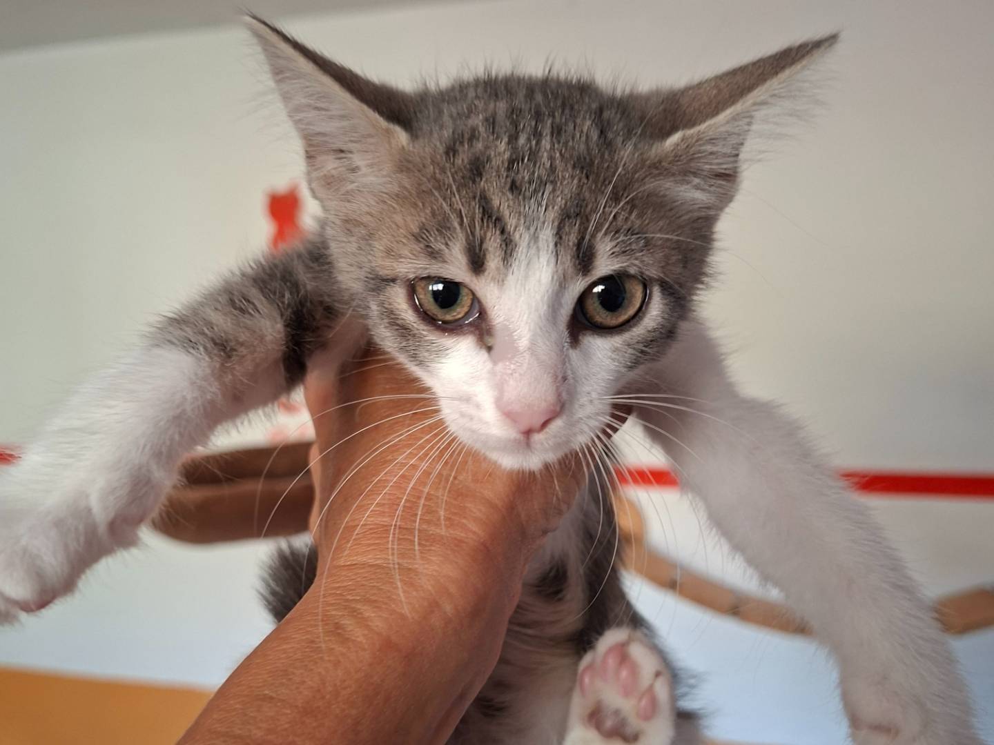Adozione gatto, maschio, Razza sconosciuta Razza sconosciuta, 3 mesi, taglia non valida, Viterbo