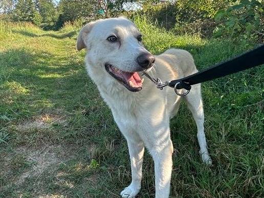 Vuoi adottare un cane a Monza?