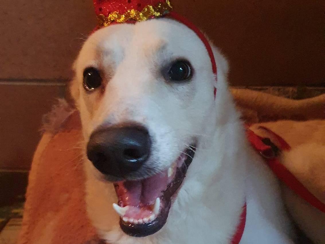 Adotta il cane Oliver a Monza