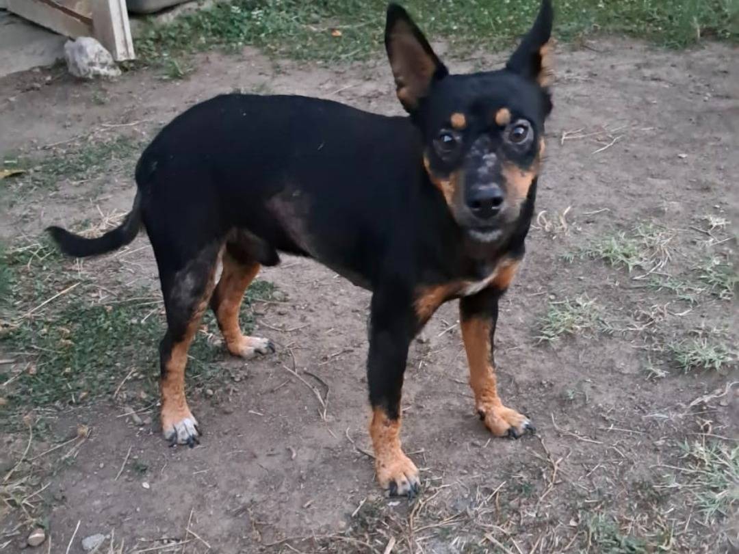 Adozione cane, maschio, Pinscher Razza sconosciuta, 2 anni, taglia piccola, Benevento