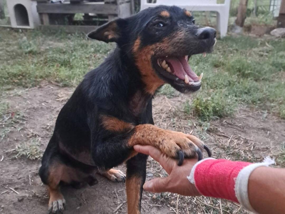 Adotta un cane, maschio, 2 anni, Benevento