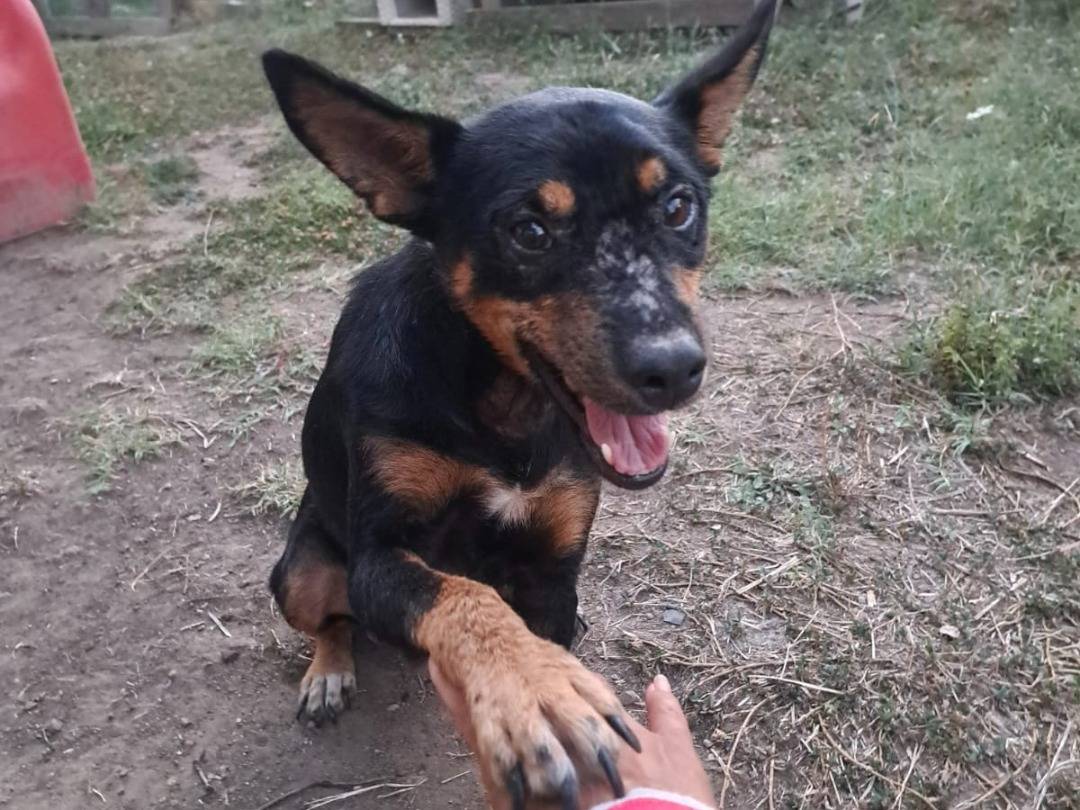 Adotta un cane, taglia piccola, maschio, Benevento