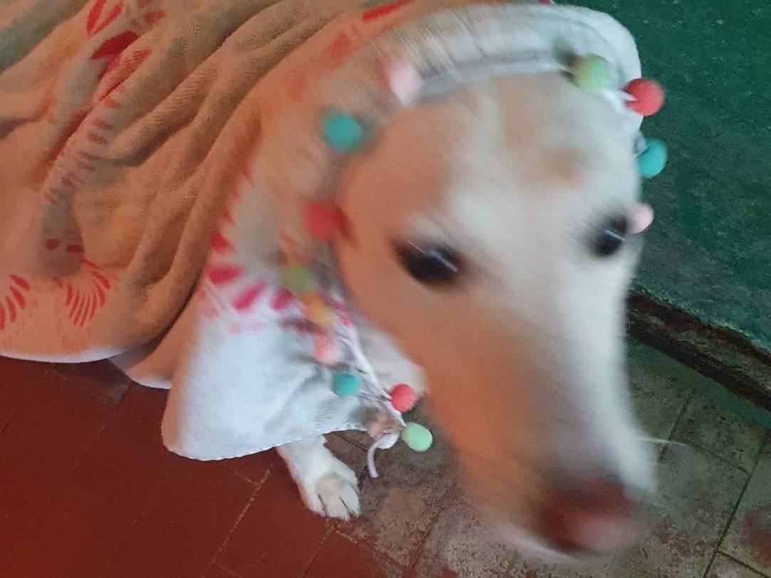 Vuoi adottare un cane a Varese?