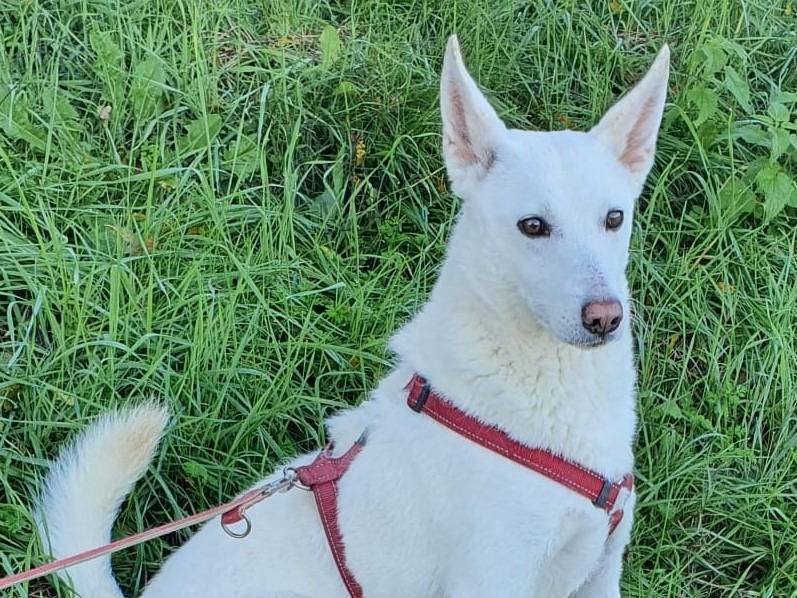 Adotta il cane OFELIA a Varese