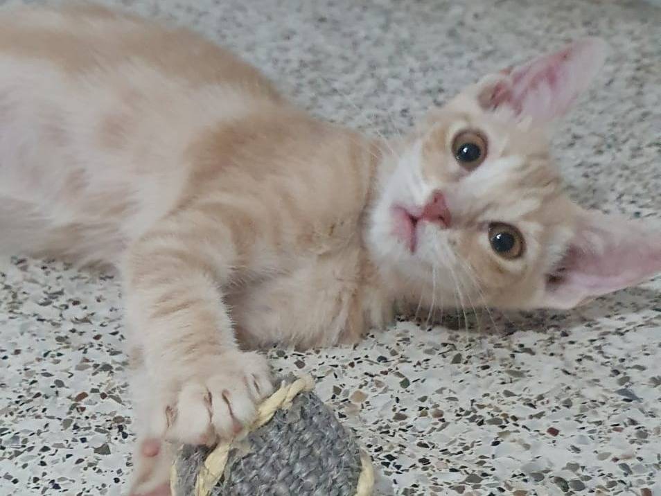 Adozione gatto, maschio, Razza sconosciuta Razza sconosciuta, 5 mesi, taglia non valida, Modena
