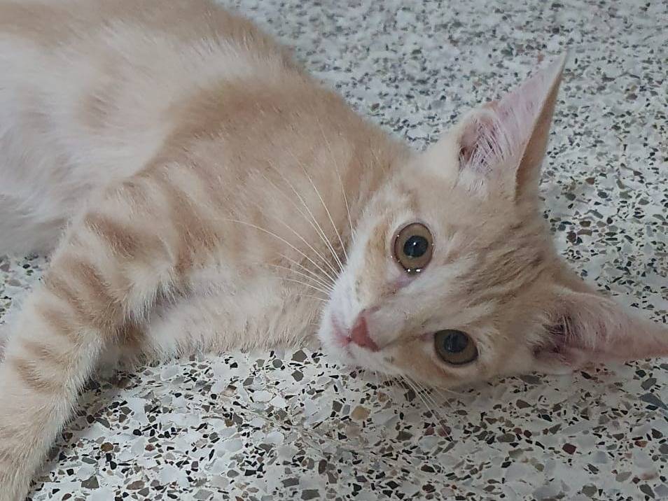 Adotta il gatto Tortellino a Modena