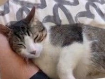 Adotta il gatto Stich a Lecco