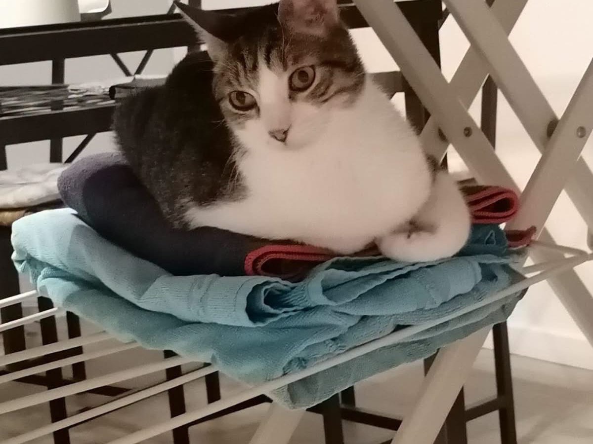 Adotta un gatto, taglia non valida, maschio, Lecco