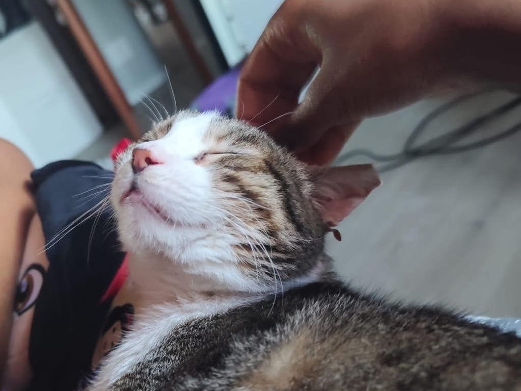 Vuoi adottare un gatto a Lecco?