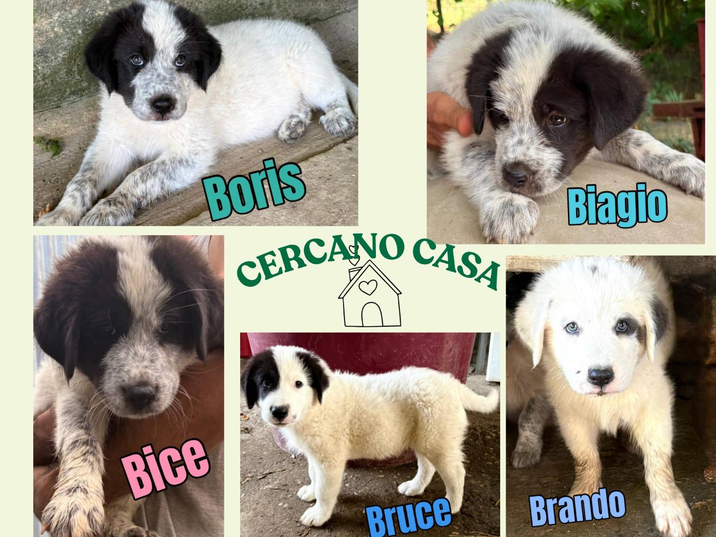 Adozione cane, maschio, Pastore maremmano Razza sconosciuta, 3 mesi, taglia gigante, Firenze