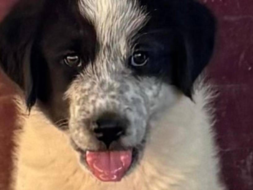 Adotta un cane, maschio, 3 mesi, Firenze