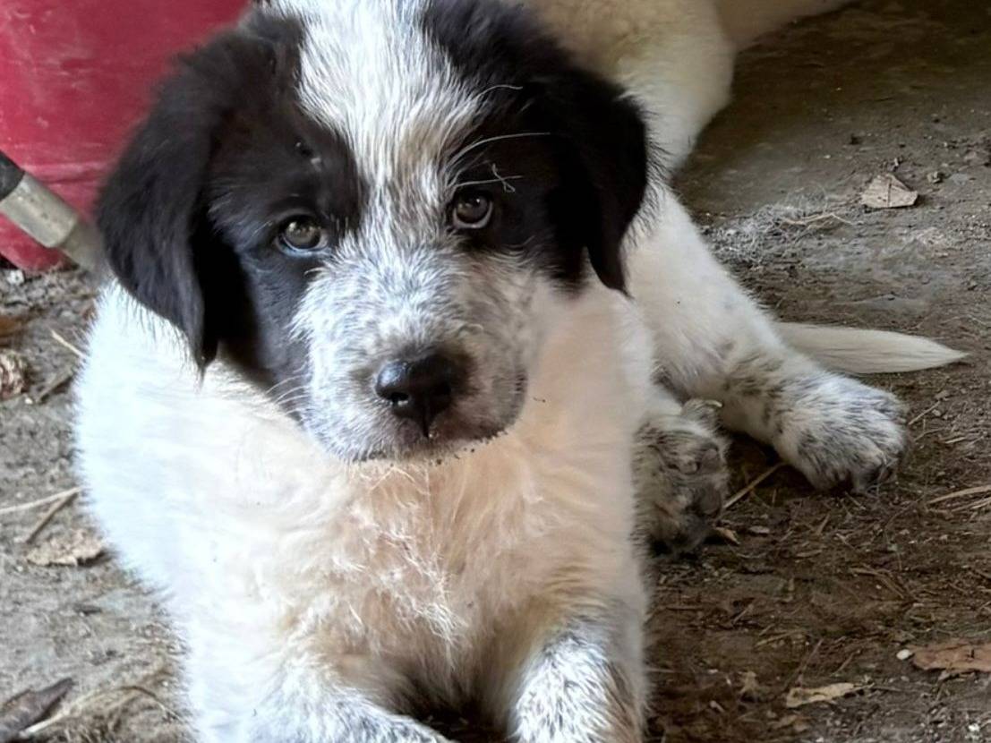 Adotta un cane, taglia gigante, maschio, Firenze