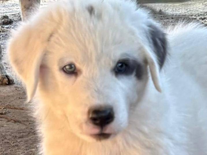 Vuoi adottare un cane a Firenze?