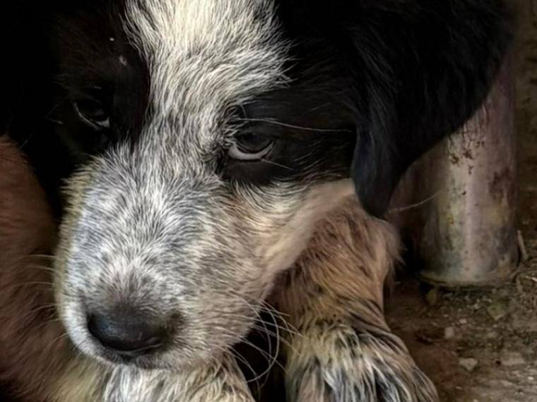 Adotta il cane BORIS BIAGIO BICE BRUCE BRAND a Firenze