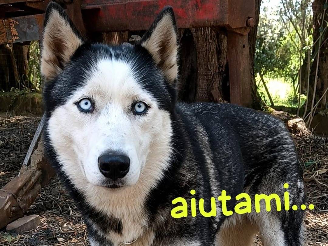 Adozione cane, femmina, Siberian Husky Razza sconosciuta, 7 anni e 2 mesi, taglia media, Biella