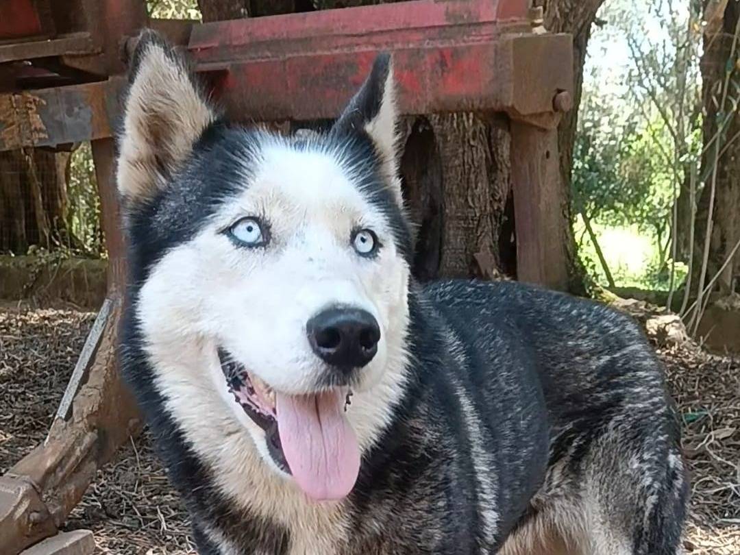 Adotta un cane, femmina, 7 anni e 2 mesi, Biella