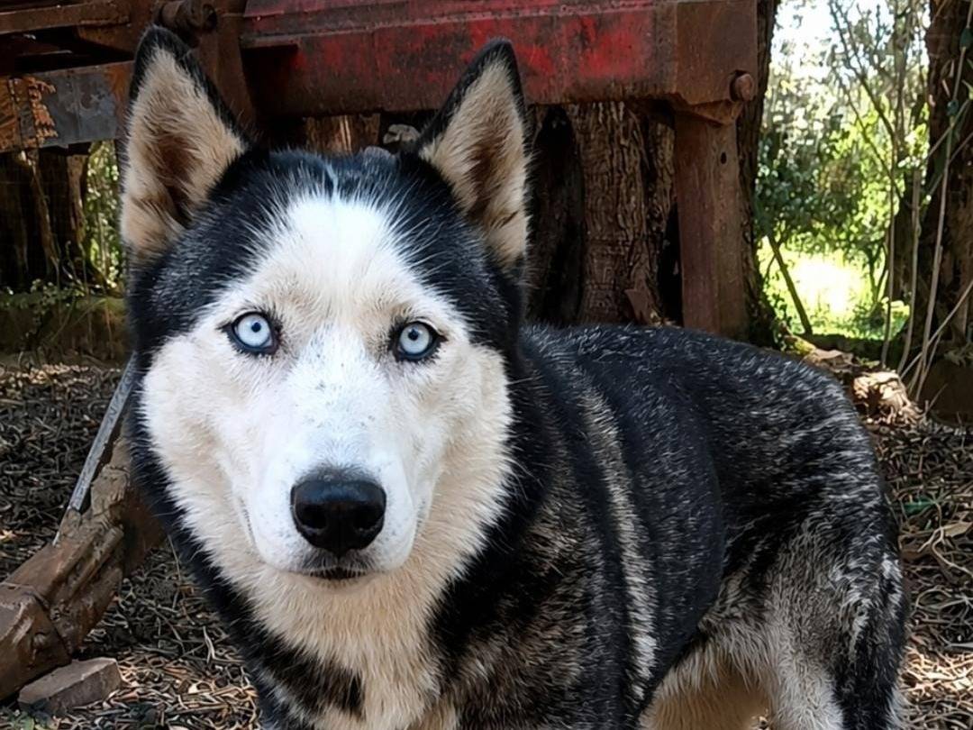 Adotta un cane, taglia media, femmina, Biella
