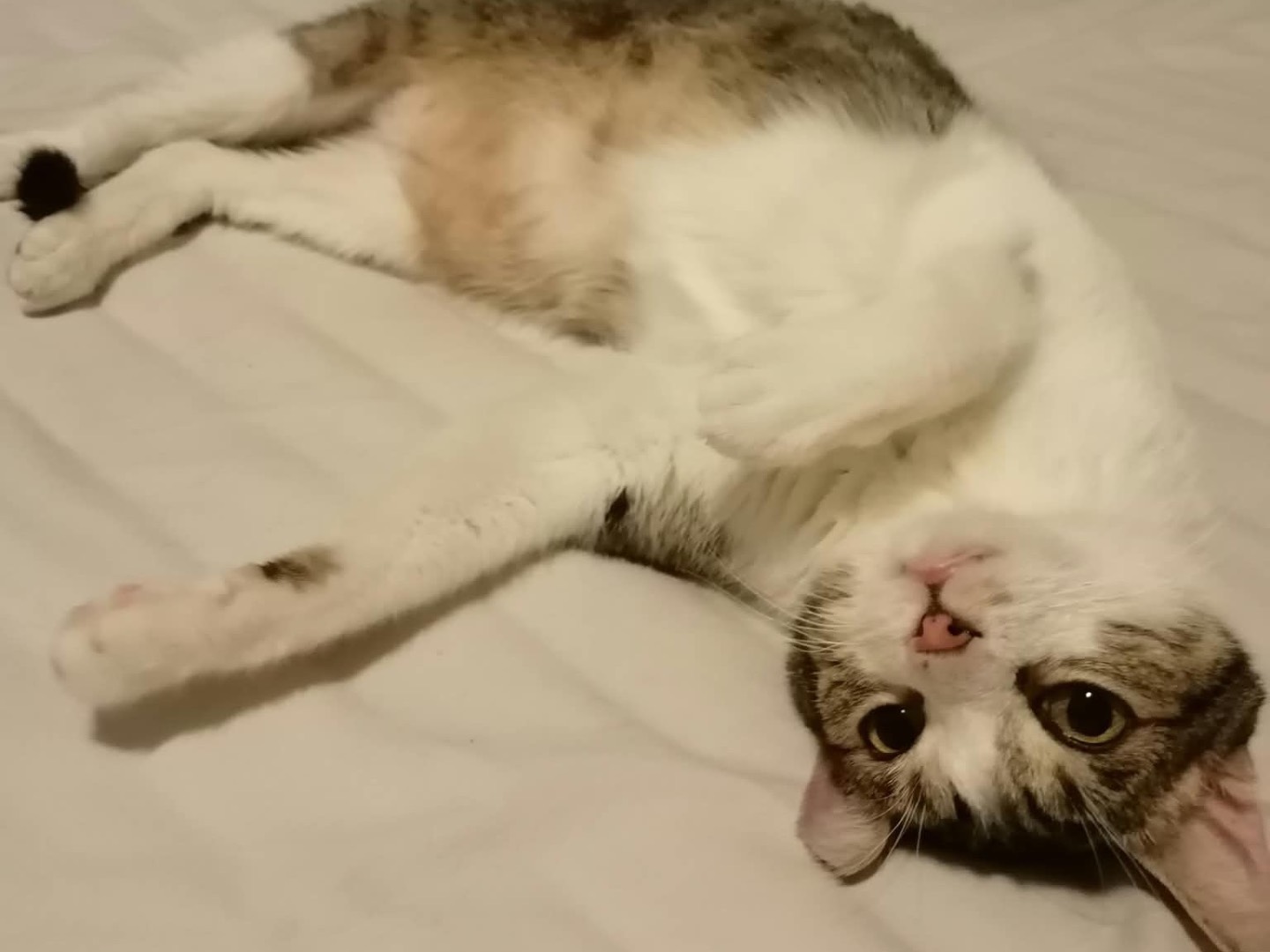 Adotta un gatto, maschio, 7 anni e 8 mesi, Lecco