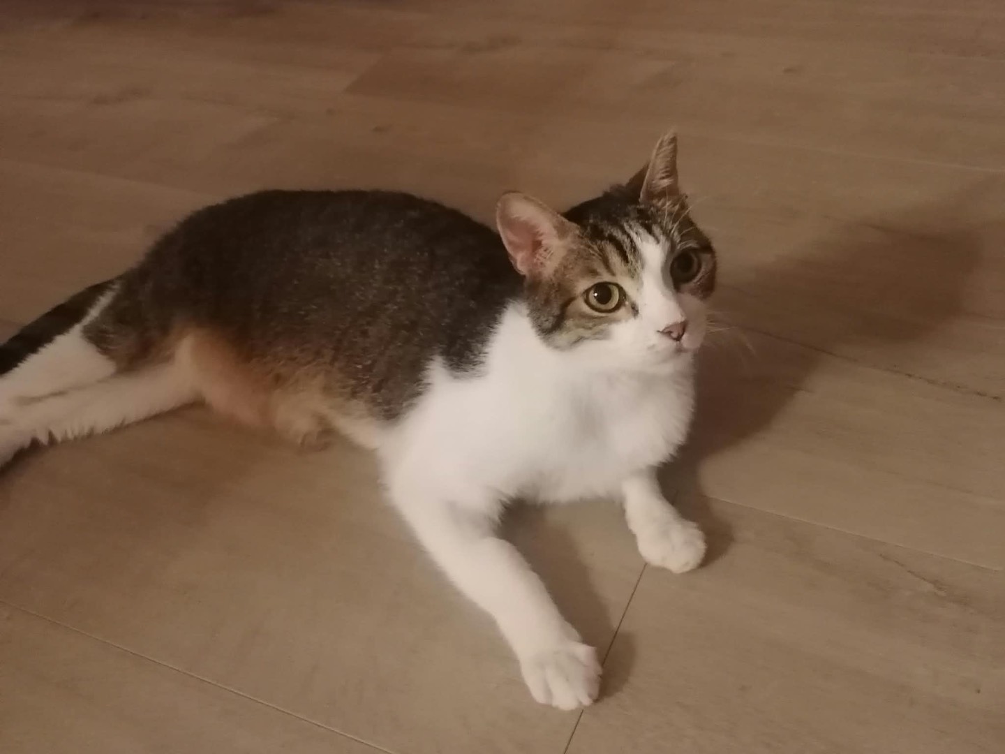 Adozione gatto, maschio, Razza sconosciuta Razza sconosciuta, 7 anni e 8 mesi, taglia non valida, Lecco