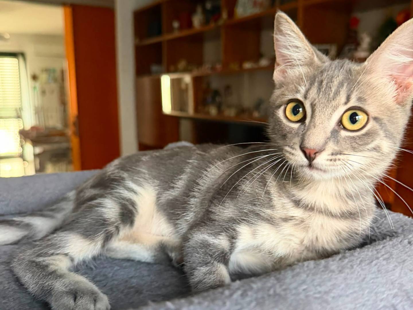 Adozione gatto, maschio, Razza sconosciuta Razza sconosciuta, 4 mesi, taglia non valida, Caserta