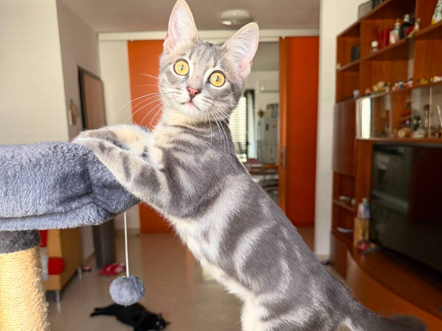 Adotta un gatto, maschio, 4 mesi, Caserta