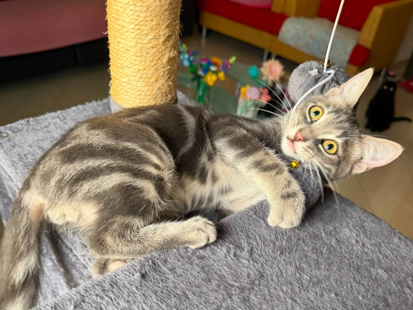 Adotta un gatto, taglia non valida, maschio, Caserta
