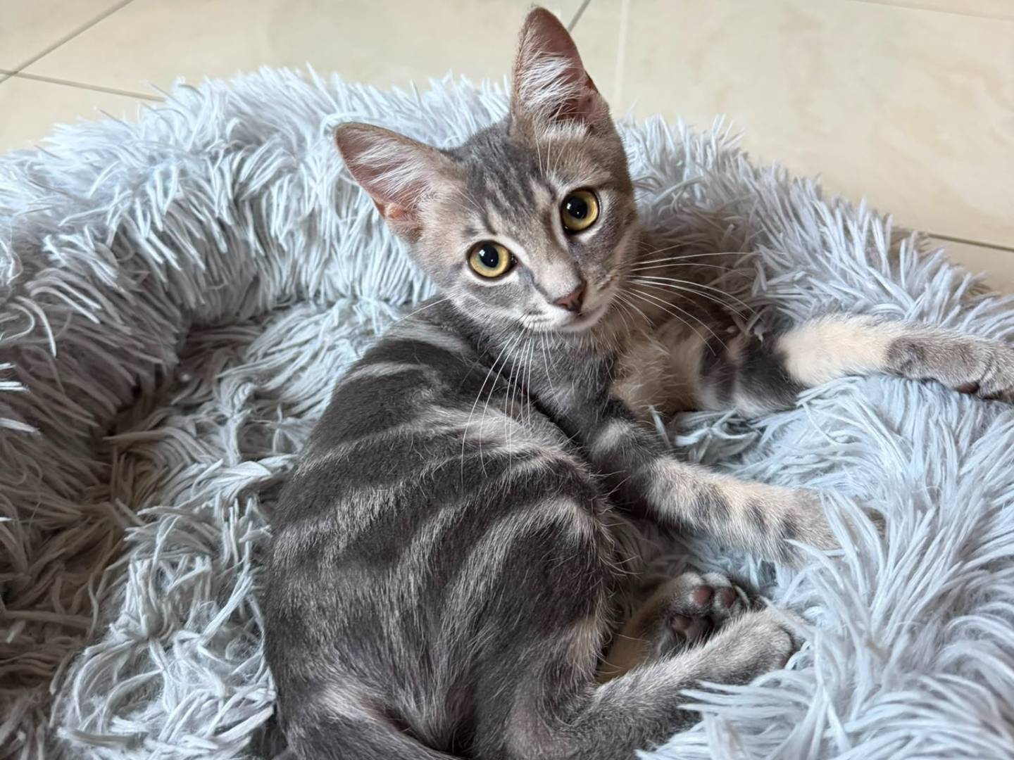 Vuoi adottare un gatto a Caserta?