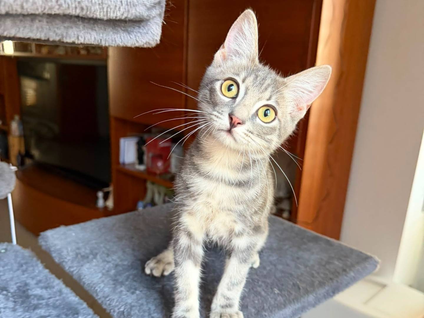 Adotta il gatto PRINCIPE a Caserta